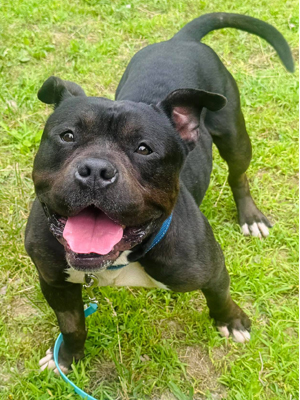 MEET BUGSY!
