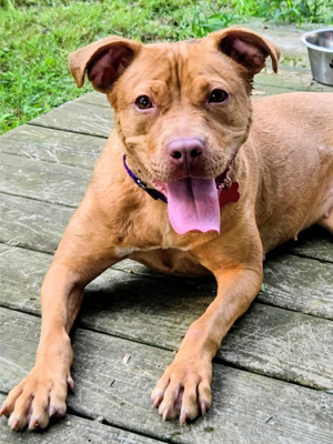 MEET LATTE!