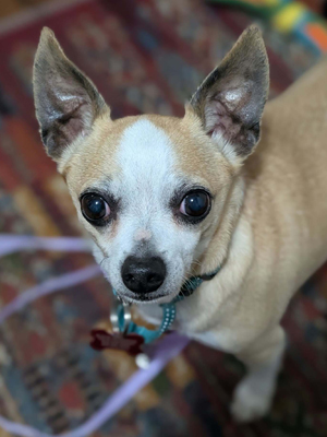 MEET CHAZ!!!